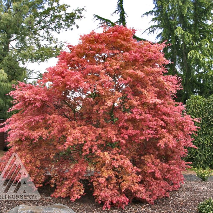 Shindeshojo Japanese Maple - Acer palmatum &