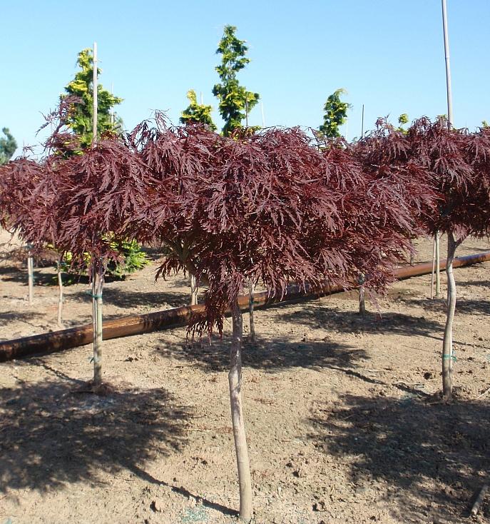 Red Dragon Japanese Maple - Acer palmatum dissectum &