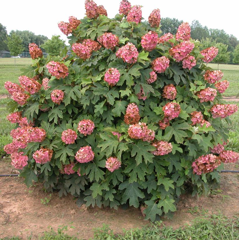 Munchkin Dwarf Oakleaf Hydrangea