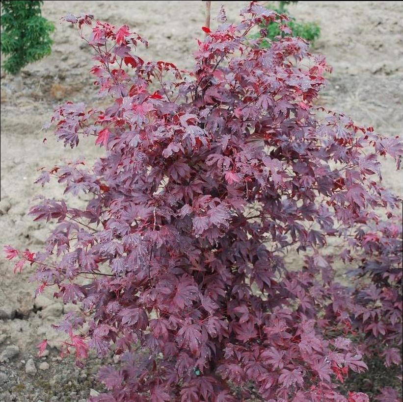 Adrian's Compact Japanese Maple - Acer palmatum 'Adrian's Compact'