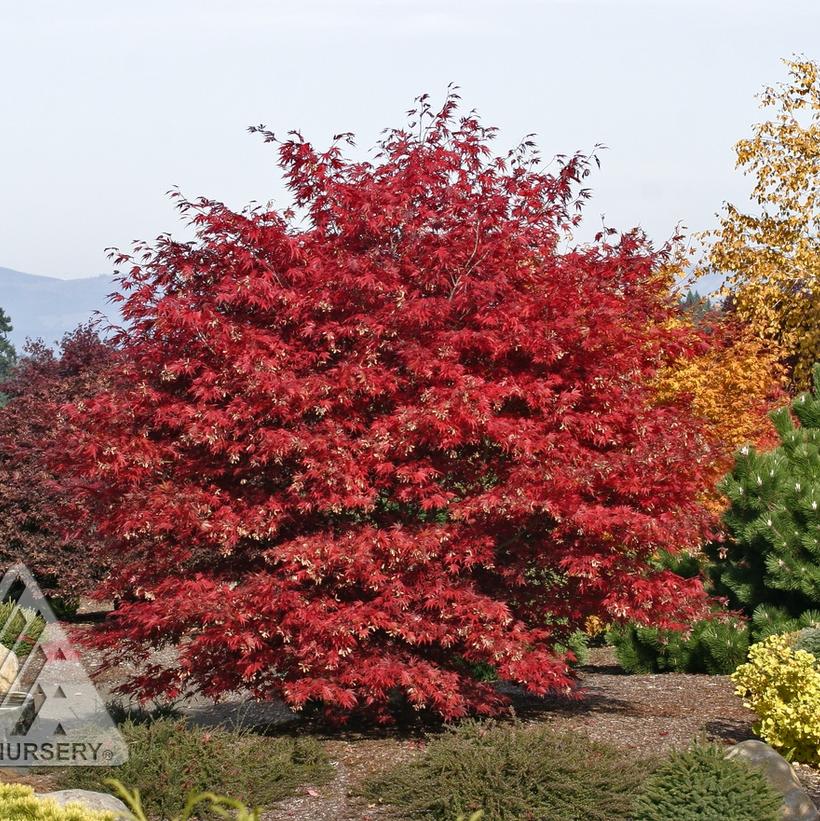 Sherwood Flame Japanese Maple