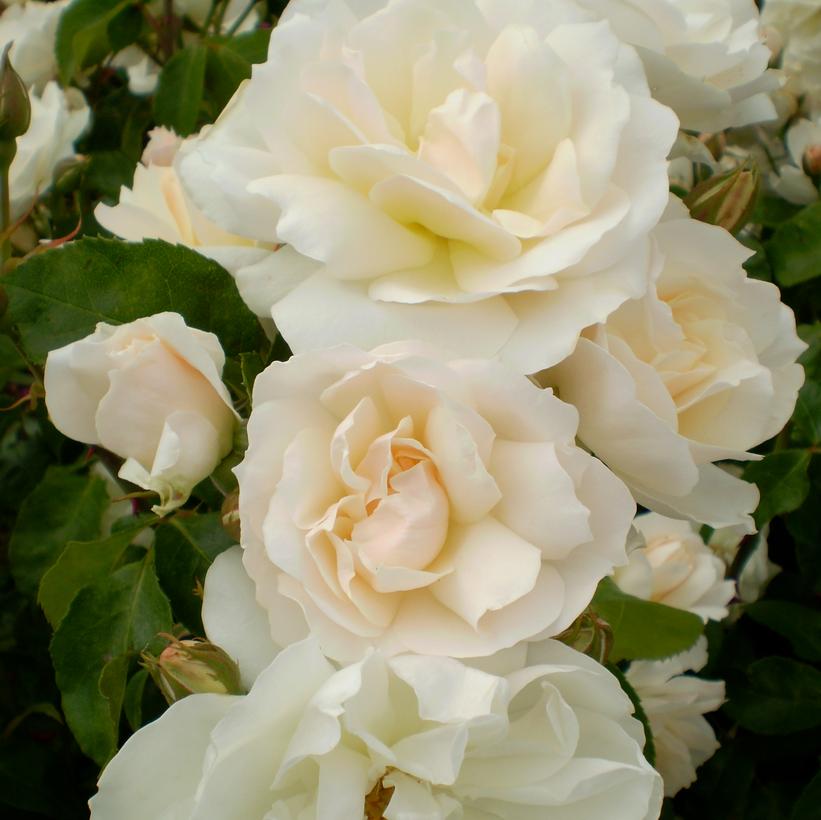 BAIcham Champagne Wishes Rose