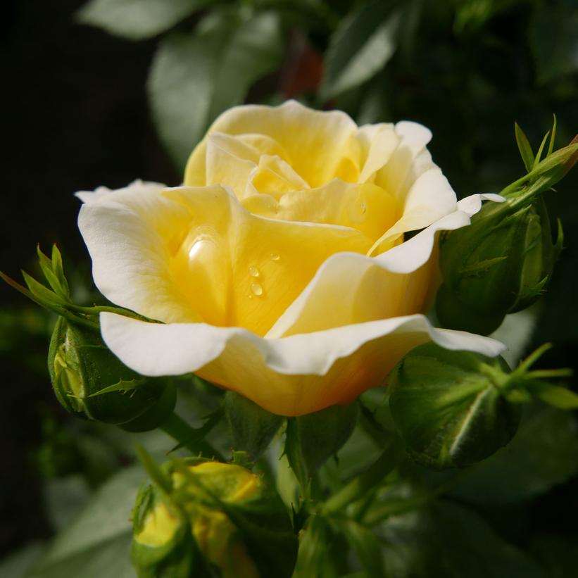 BAIoad Yellow Brick Road Rose
