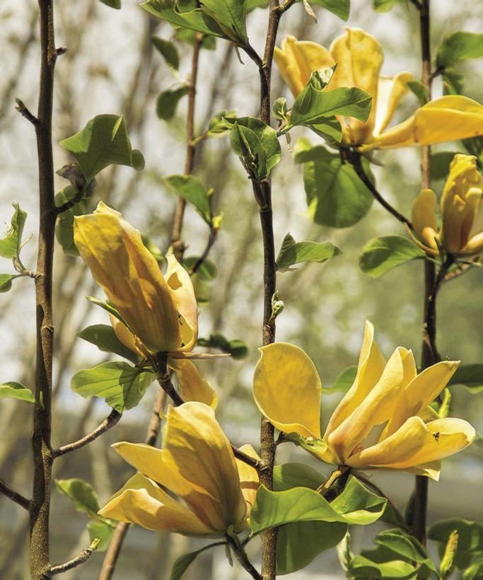 Judy Zuk Magnolia