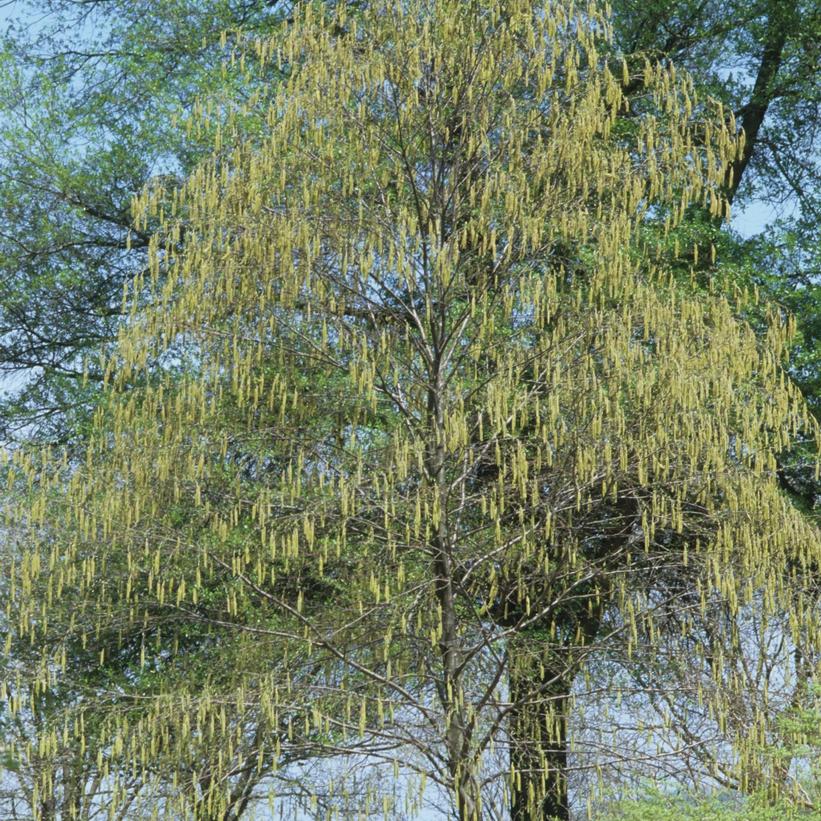 Sweet Birch, Cherry Birch