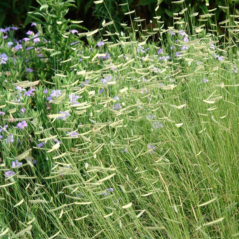 Blonde Ambition Blue Grama Grass