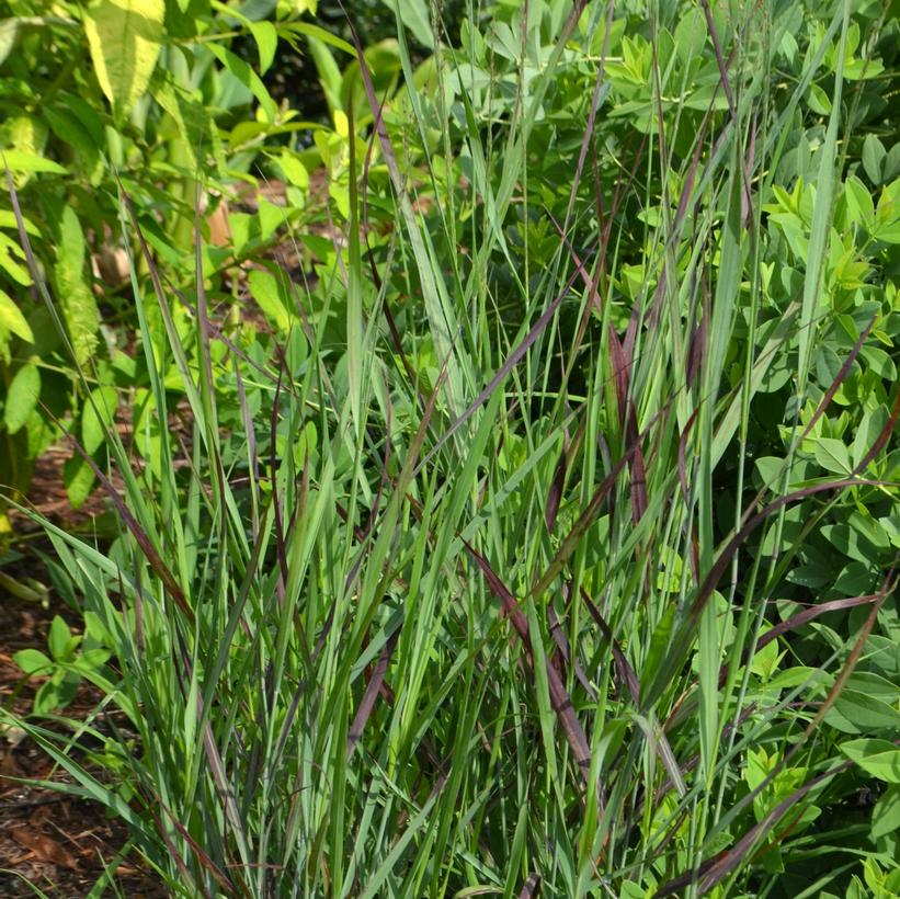 Ruby Ribbons™ Switch Grass, Red Switch Grass