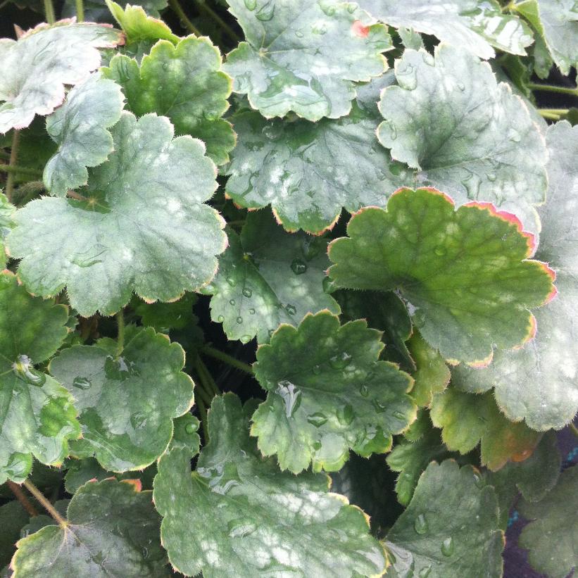 Coral Bells, Alum Root - Heuchera x &