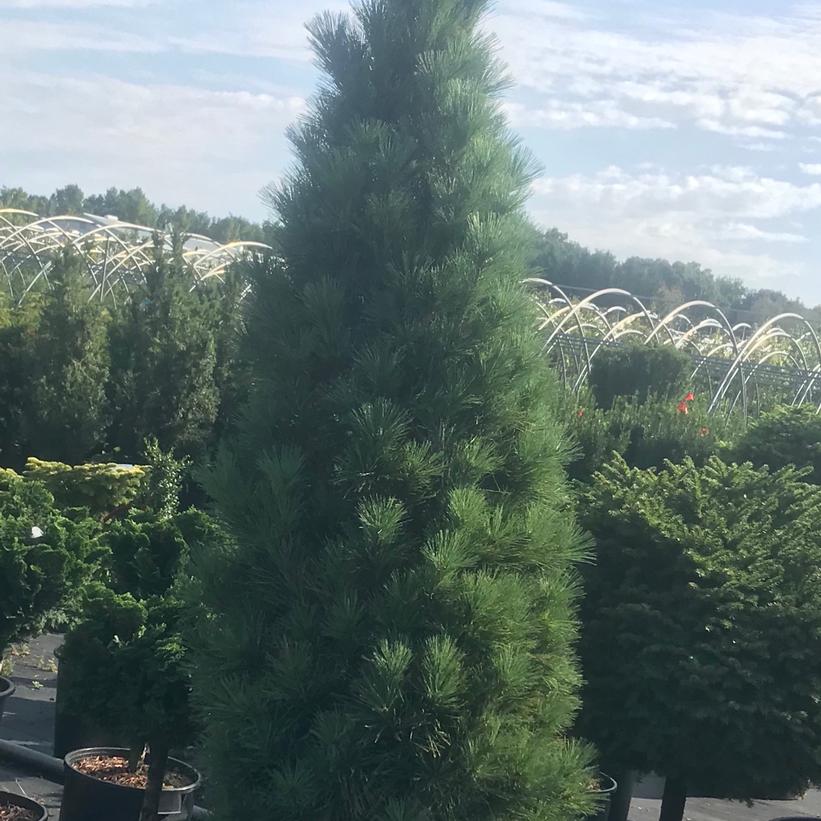 Stowe Pillar Eastern White Pine