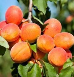 Harcot Apricot