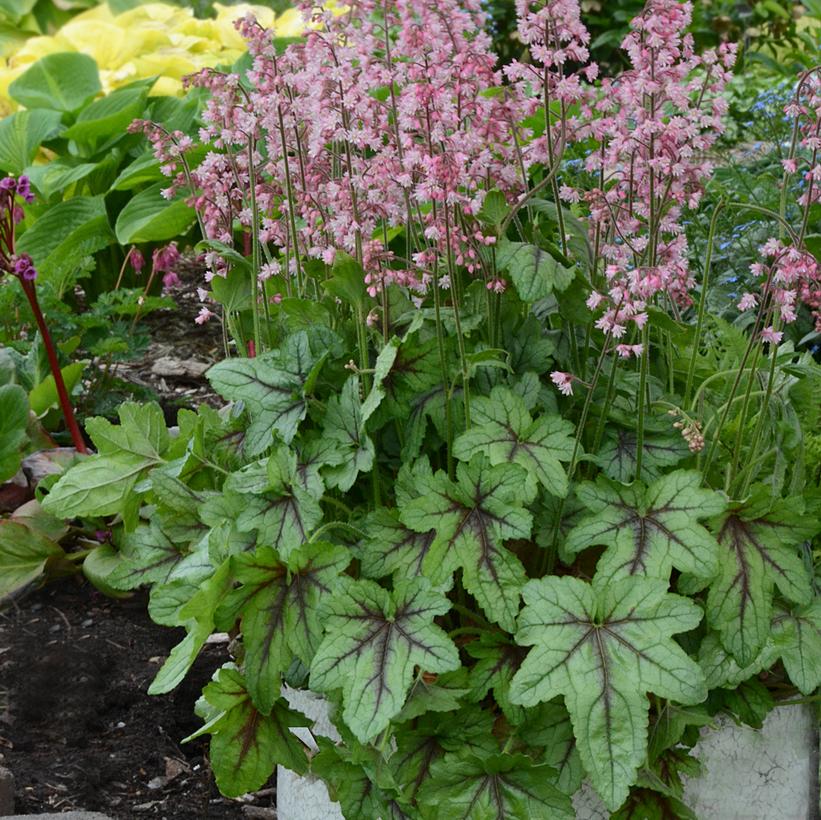 Foamy Bells - Heucherella x &