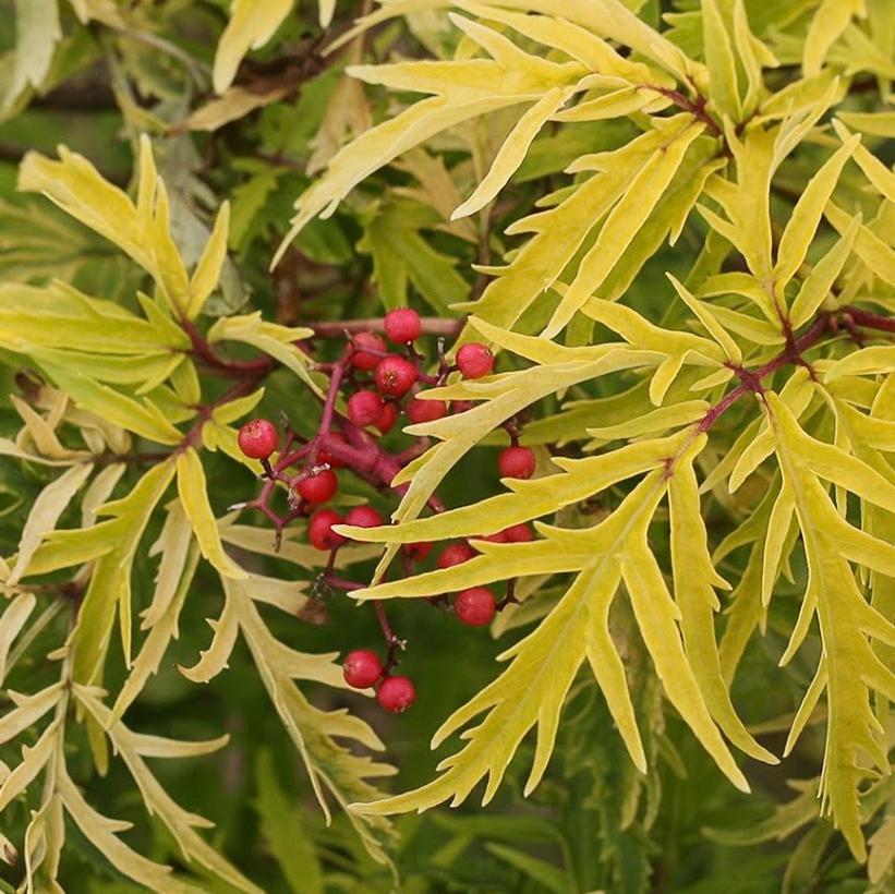 SMNSRD4 Lemony Lace™ Elderberry