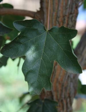 Rugged Ridge® Maple