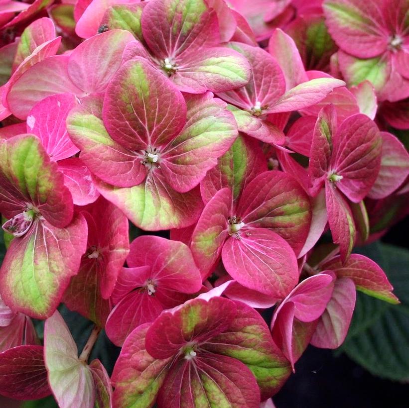 QUFU Tilt-A-Swirl™ Hydrangea