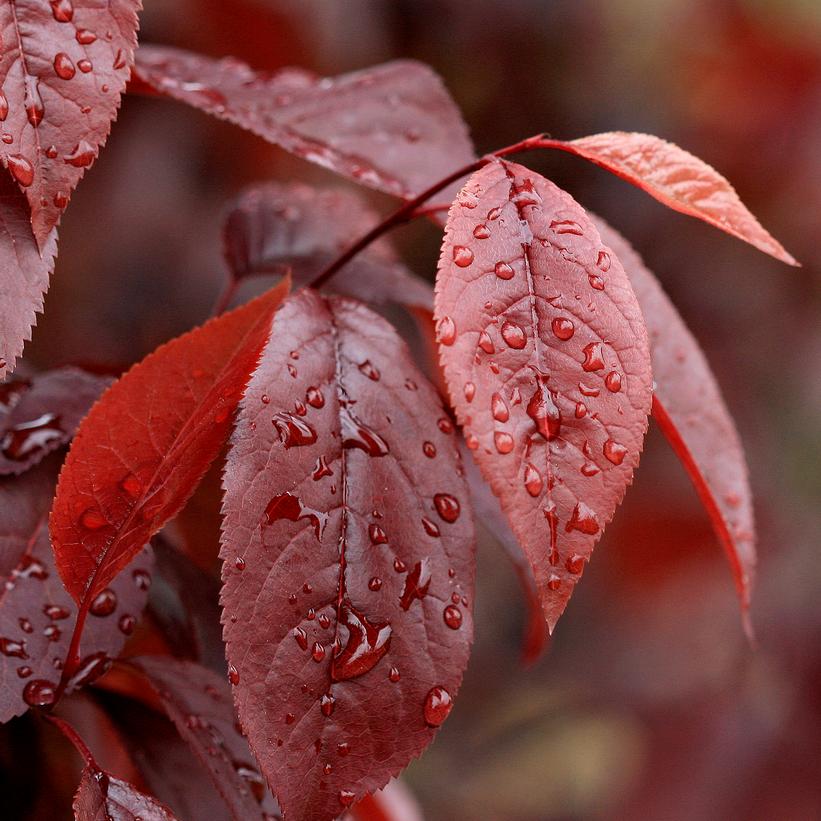 Thundercloud Cherry Plum