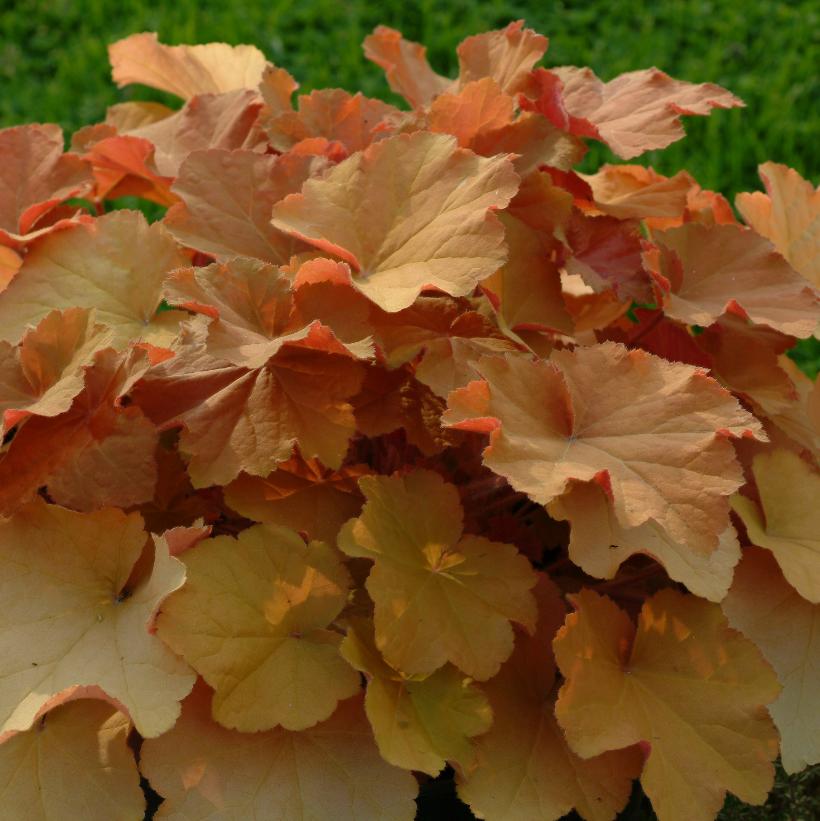 Caramel Coral Bells, Alum Root