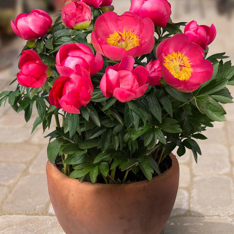 Oslo Peony