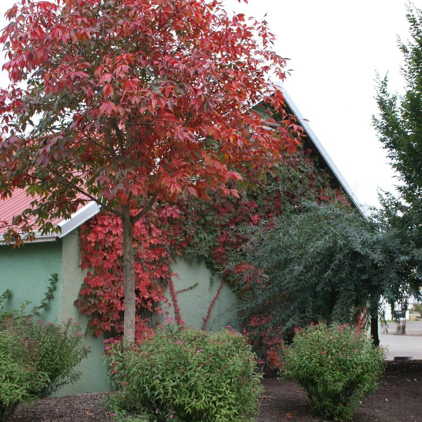 Autumn Splendor Horsechestnut