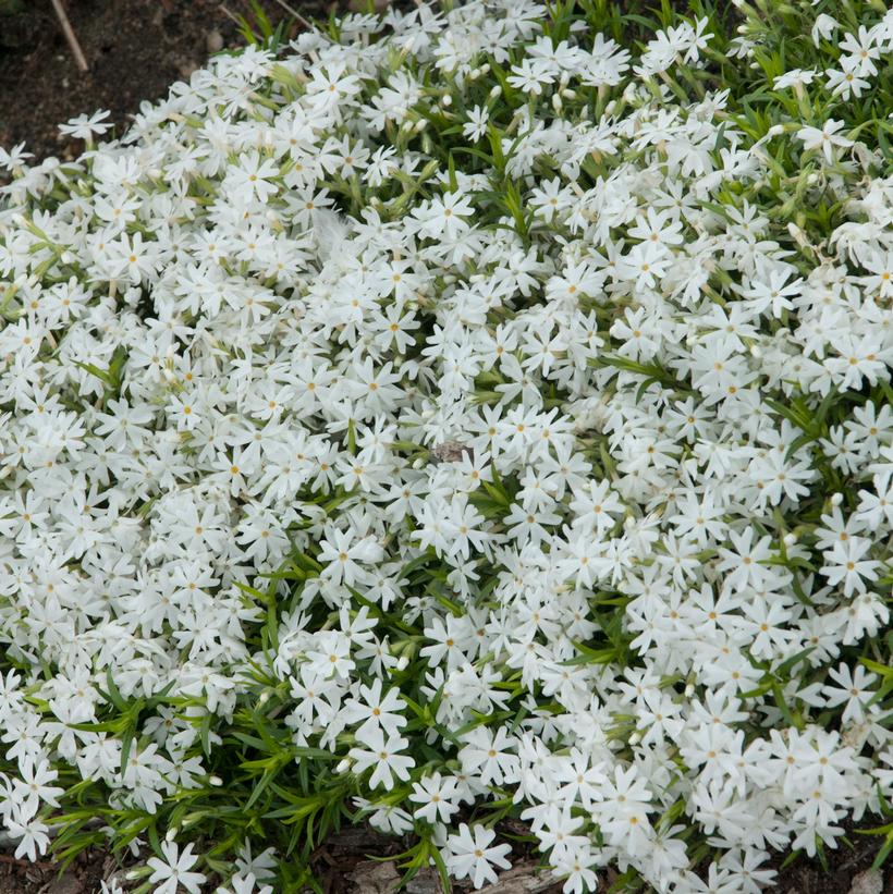 Snowflake Moss Phlox, Creeping Phlox, Alpine Phlox