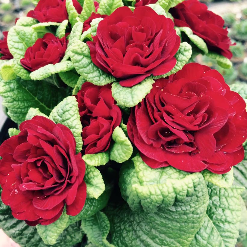 Valentine Primrose