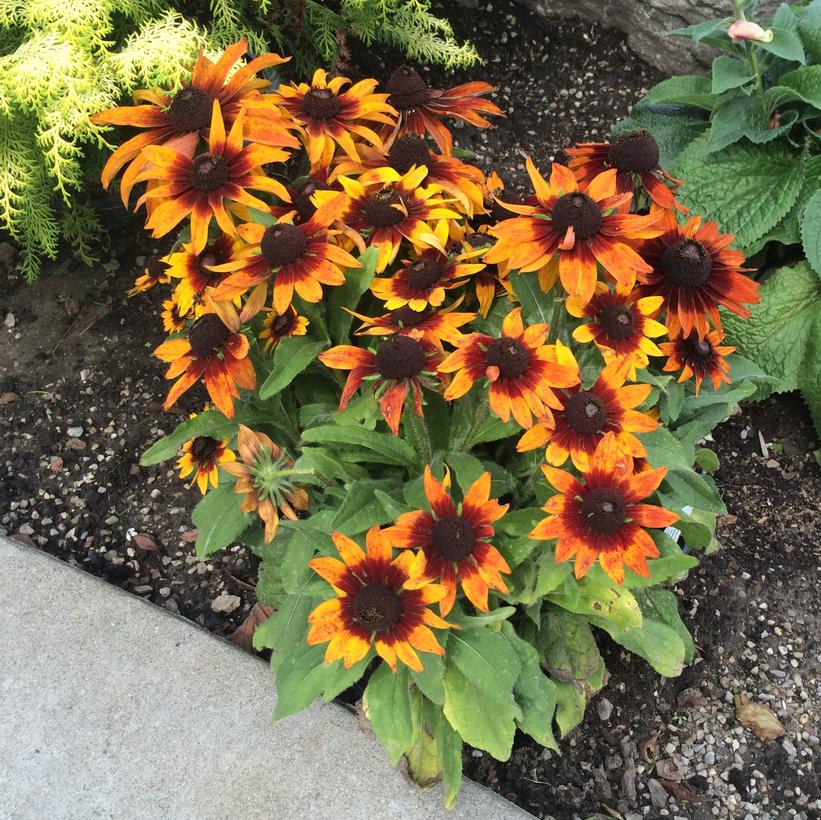 Autumn Colours Gloriosa Daisy