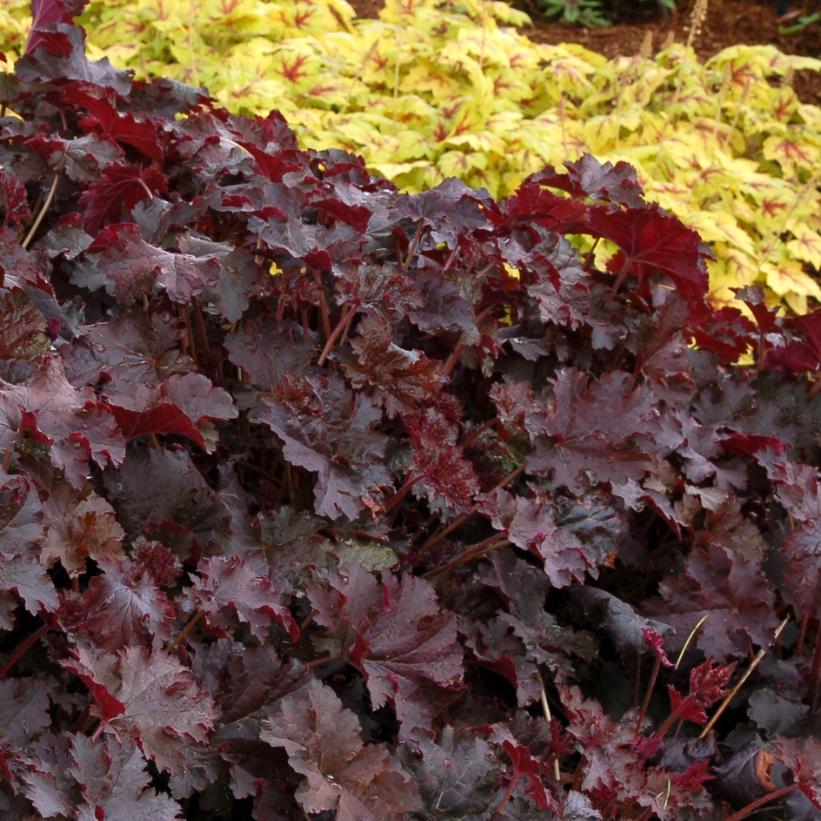 Chocolate Ruffles Coral Bells, Alum Root