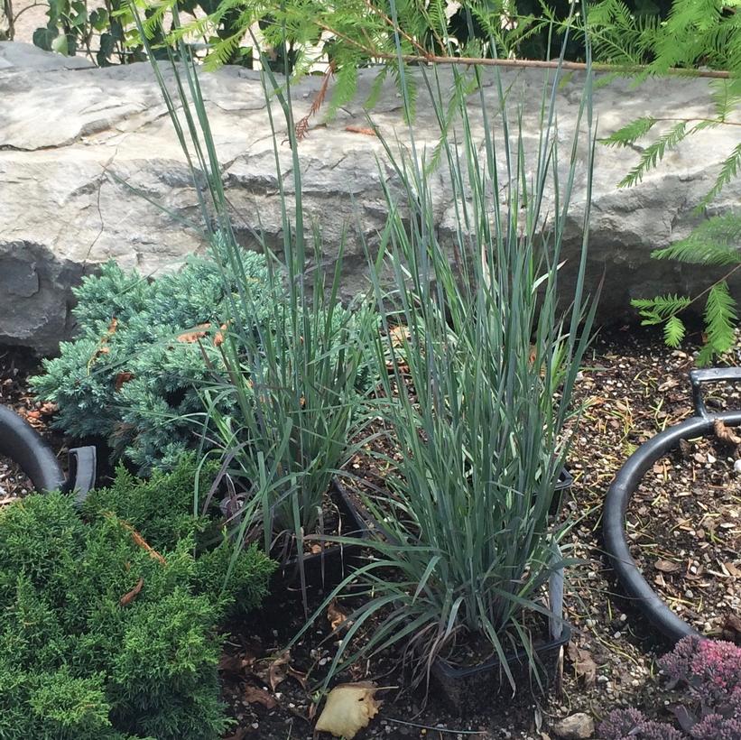 Standing Ovation Little Bluestem