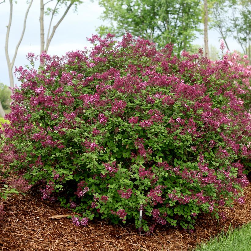 SMSJBP7 Bloomerang® Dark Purple