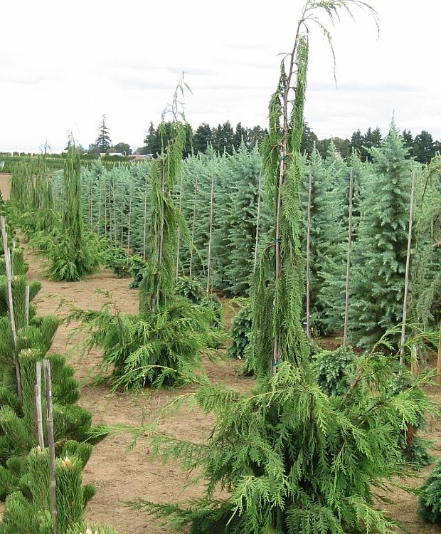 Van den Akker Weeping Cypress, Alaskan Yellow Cedar