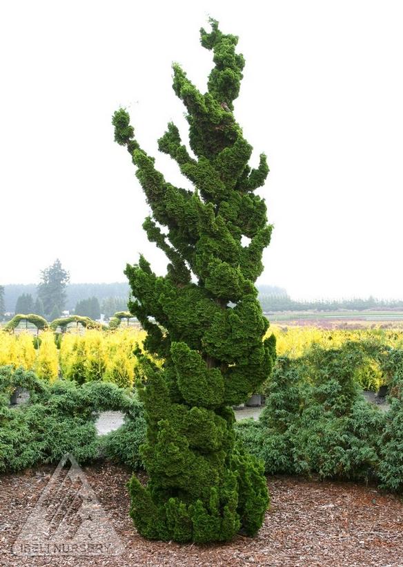 Spiralis Hinoki Falsecypress