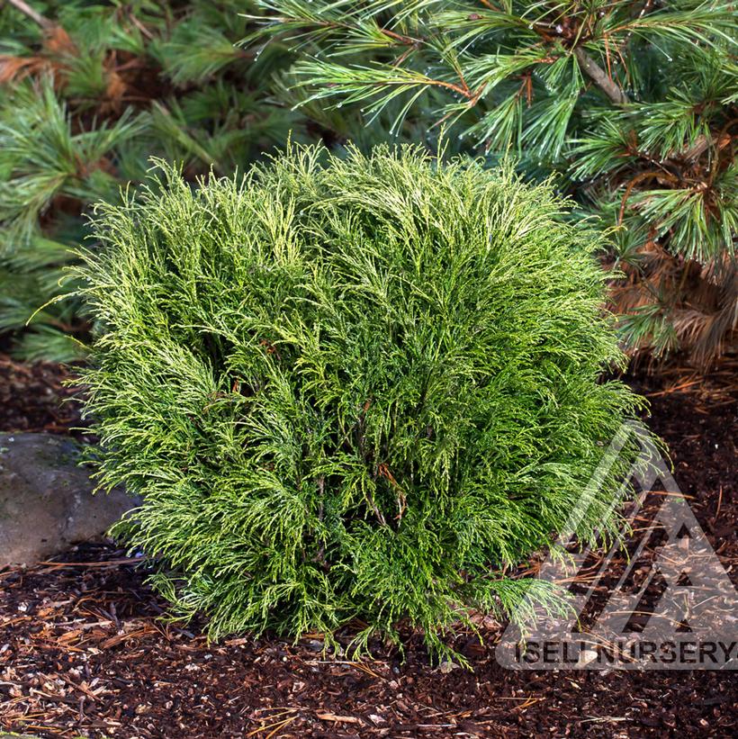 Threadbranch Falsecypress