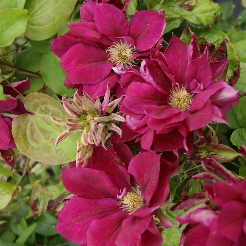 Red Star Clematis