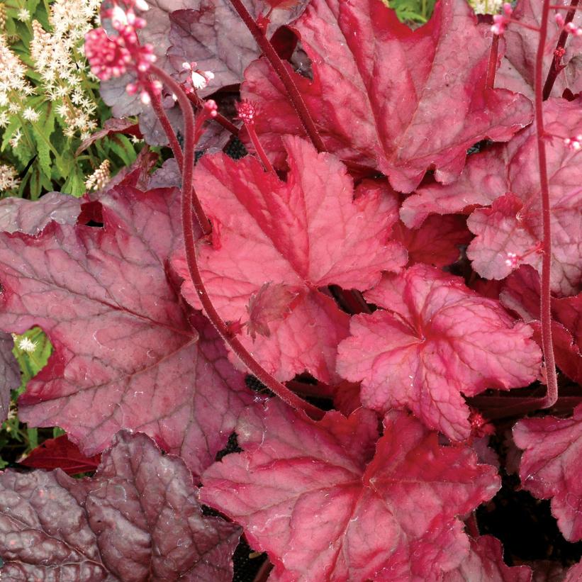 Fire Chief Coral Bells, Alum Root