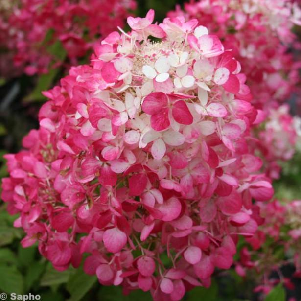 Rendia Red Diamond Hydrangea