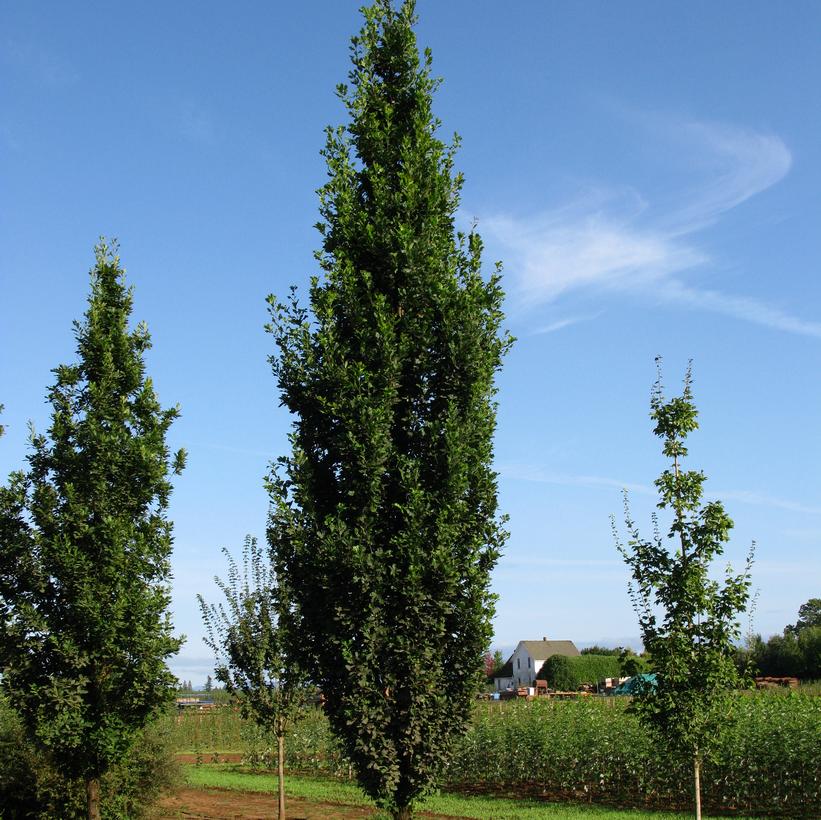 Skinny Genes® Oak, Pyramidal Oak