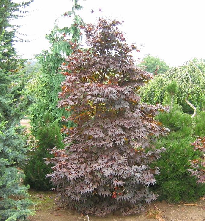 Emperor1® Japanese Maple, Wolff Japanese Maple - Acer palmatum Emperor1® (&