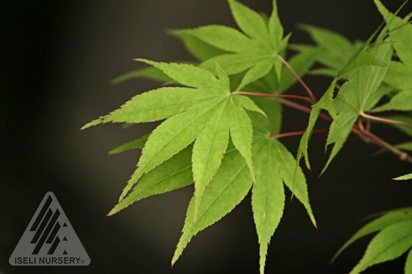 Osakazuki Japanese Maple - Acer palmatum &