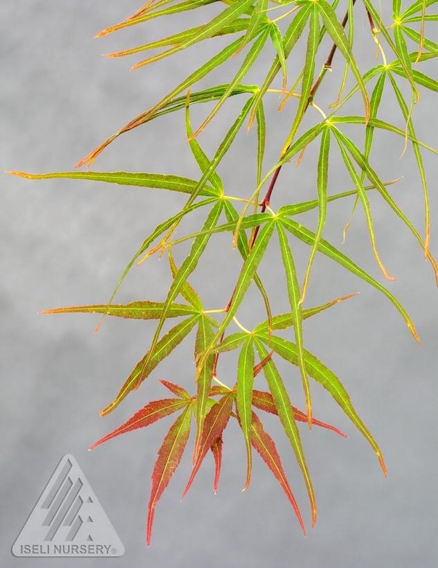 Villa Taranto Japanese Maple