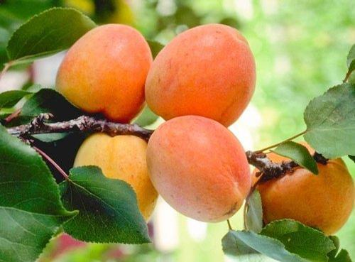 Tilton Apricot