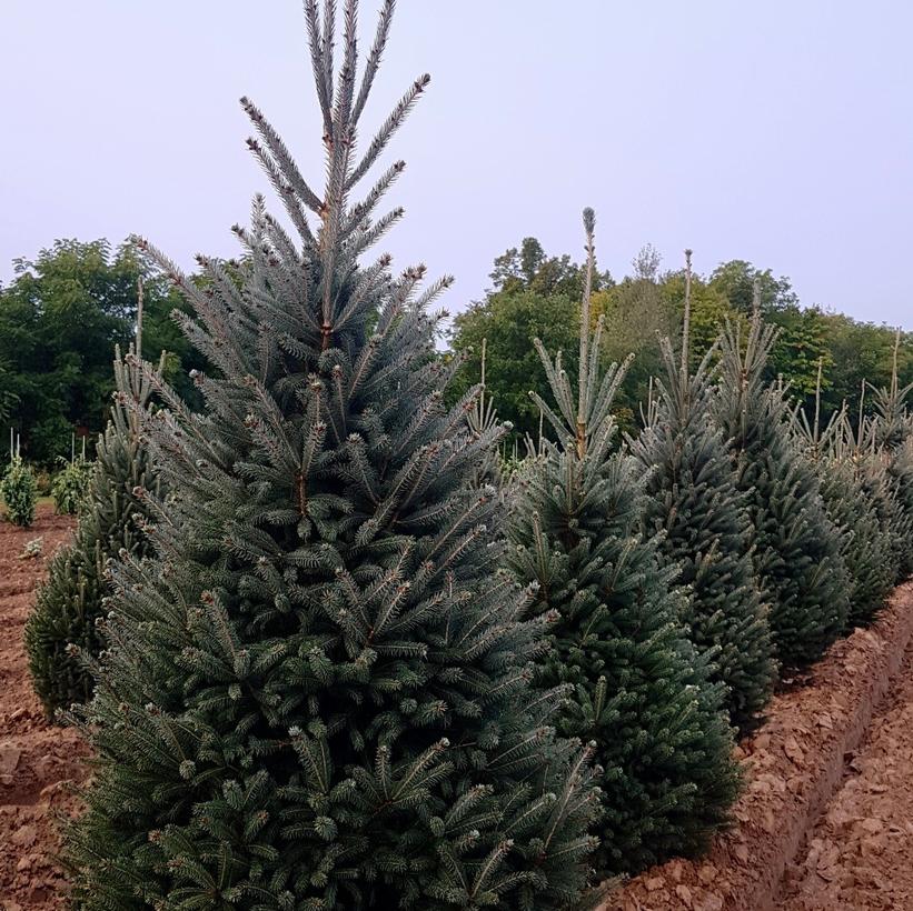 Montrose Charm Spruce