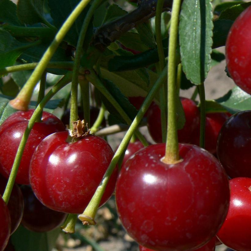 Carmine Jewel Cherry
