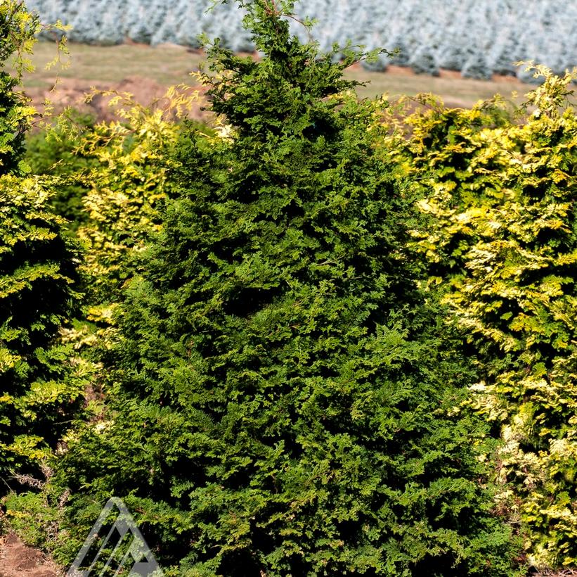 Iseli Green Hinoki Falsecypress