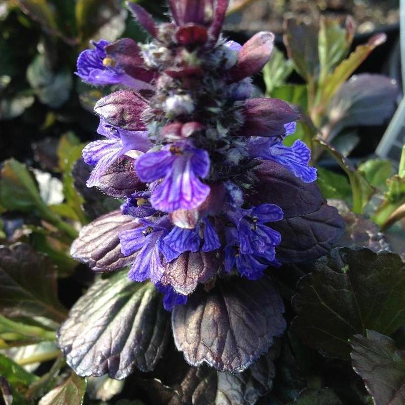 Bugleweed - Ajuga reptans 'Black Scallop'