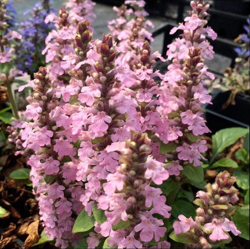 Pink Bugleweed