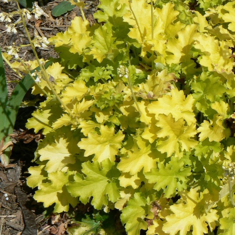 Lime Rickey Coral Bells, Alum Root