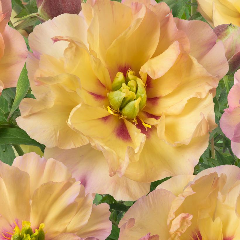 Canary Brilliants Intersectional Peony