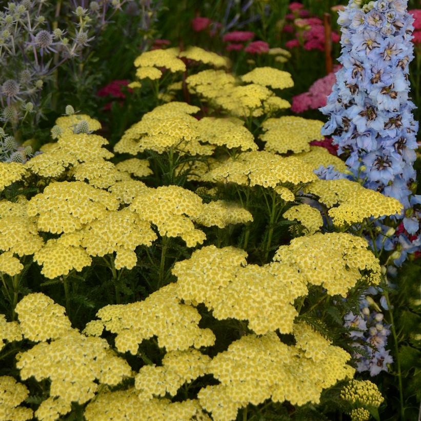 Sunny Seduction Yarrow