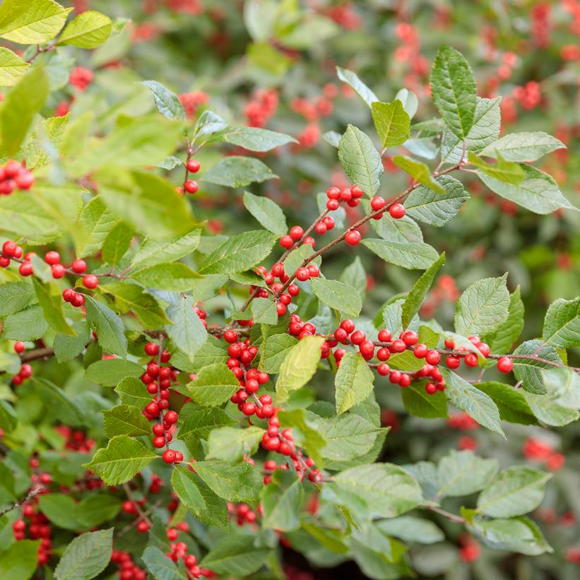 Spravy Berry Heavy® Red Winterberry