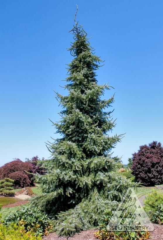 Gotelli Weeping Serbian Spruce