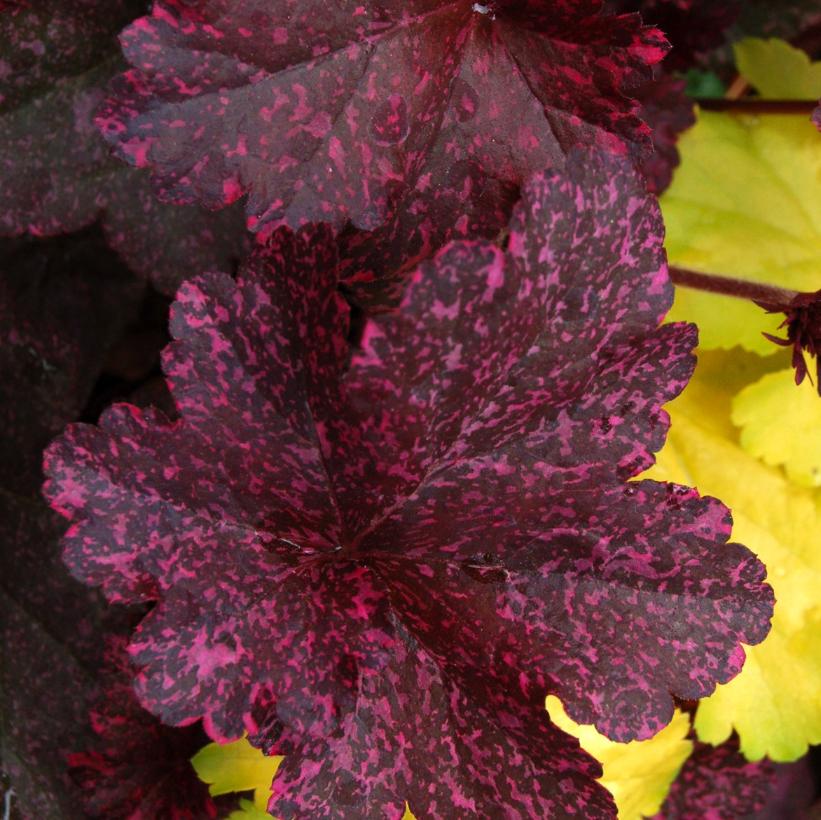 Midnight Rose Coral Bells, Alum Root